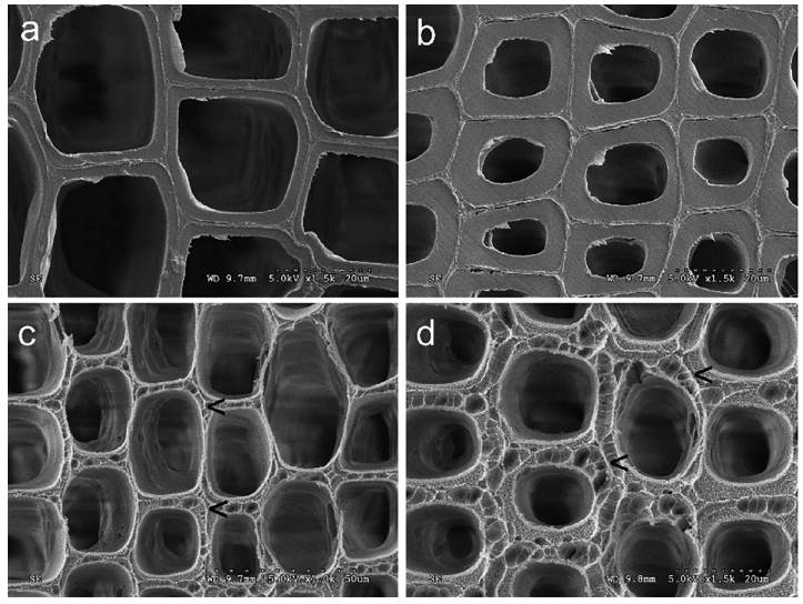 低溫等離子體改性前后的木材早材細(xì)胞壁(a、c)和晚材細(xì)胞壁(b、d)